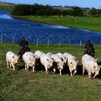 5a8316ddf2a847d69874bffd2bf8f759_200x200